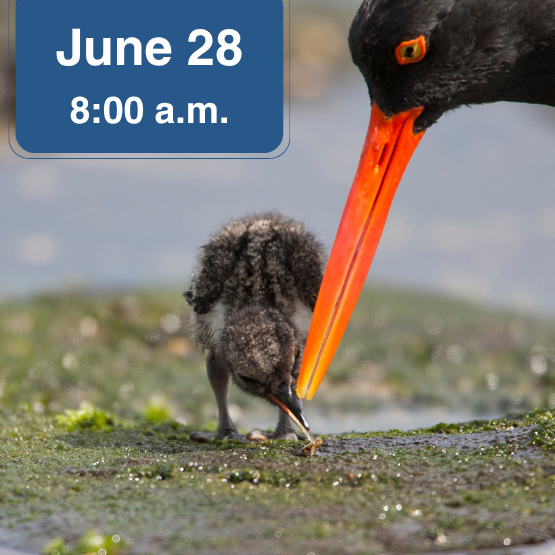 Photo of Oystercatcher and chick with June 28 am banner