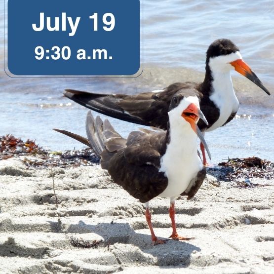 Two black skimmers with July 19 date and 9:30 am time