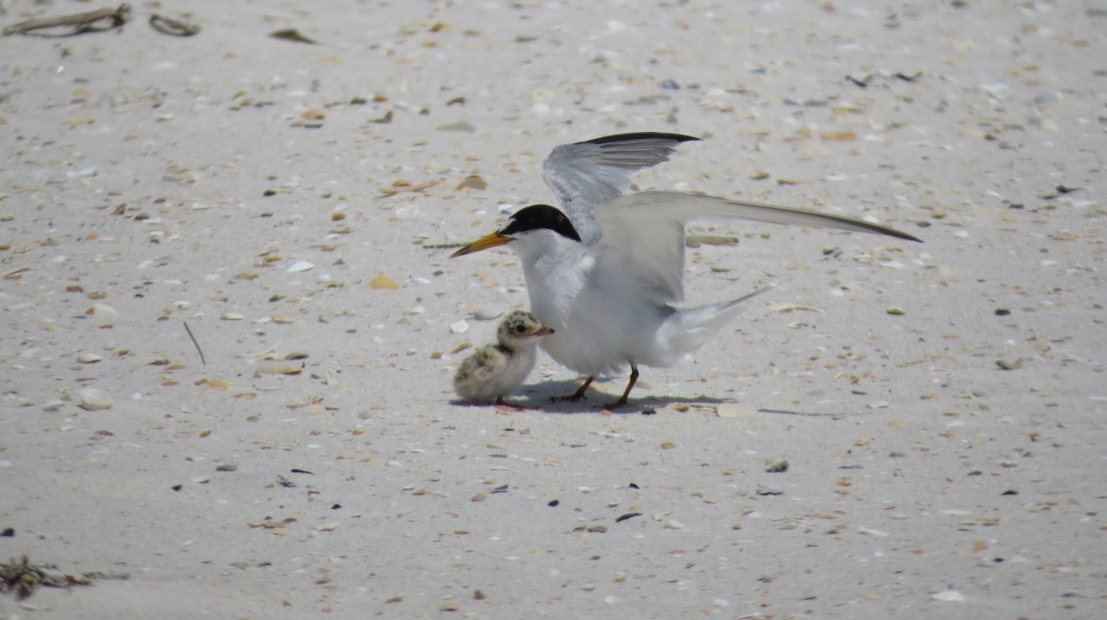 Least tern with chick