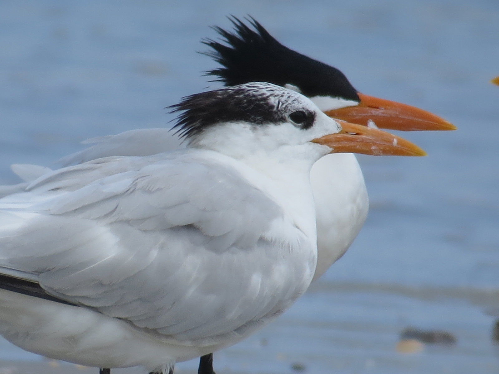 Royal terns
