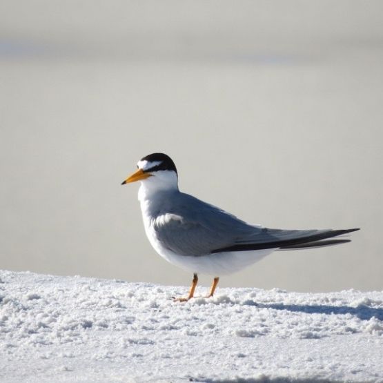 Least tern on the beach