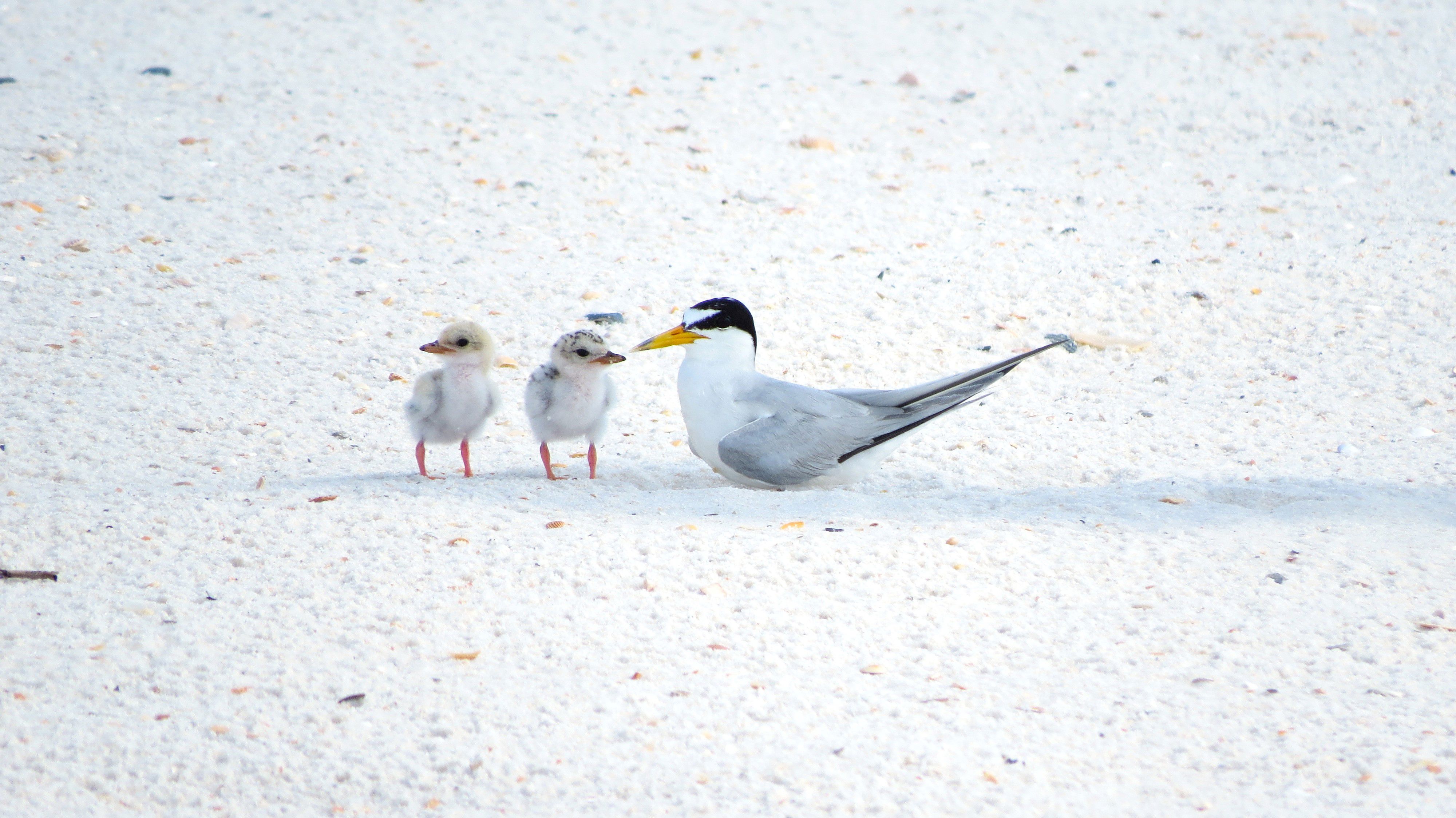 Least tern with two chicks