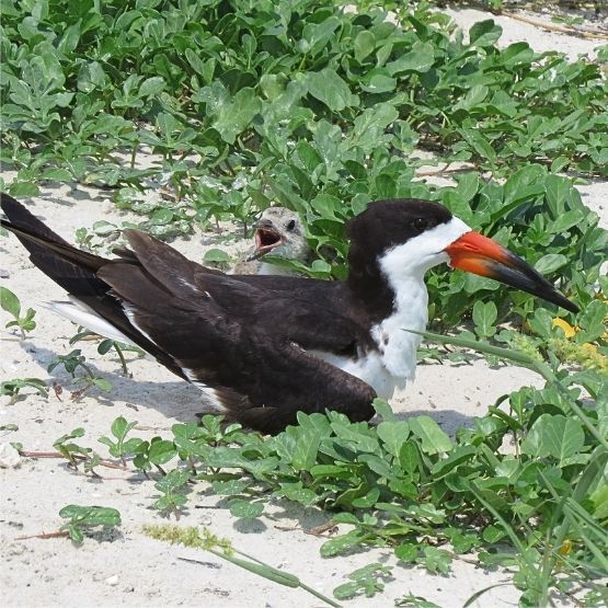 Black skimmer with chicks