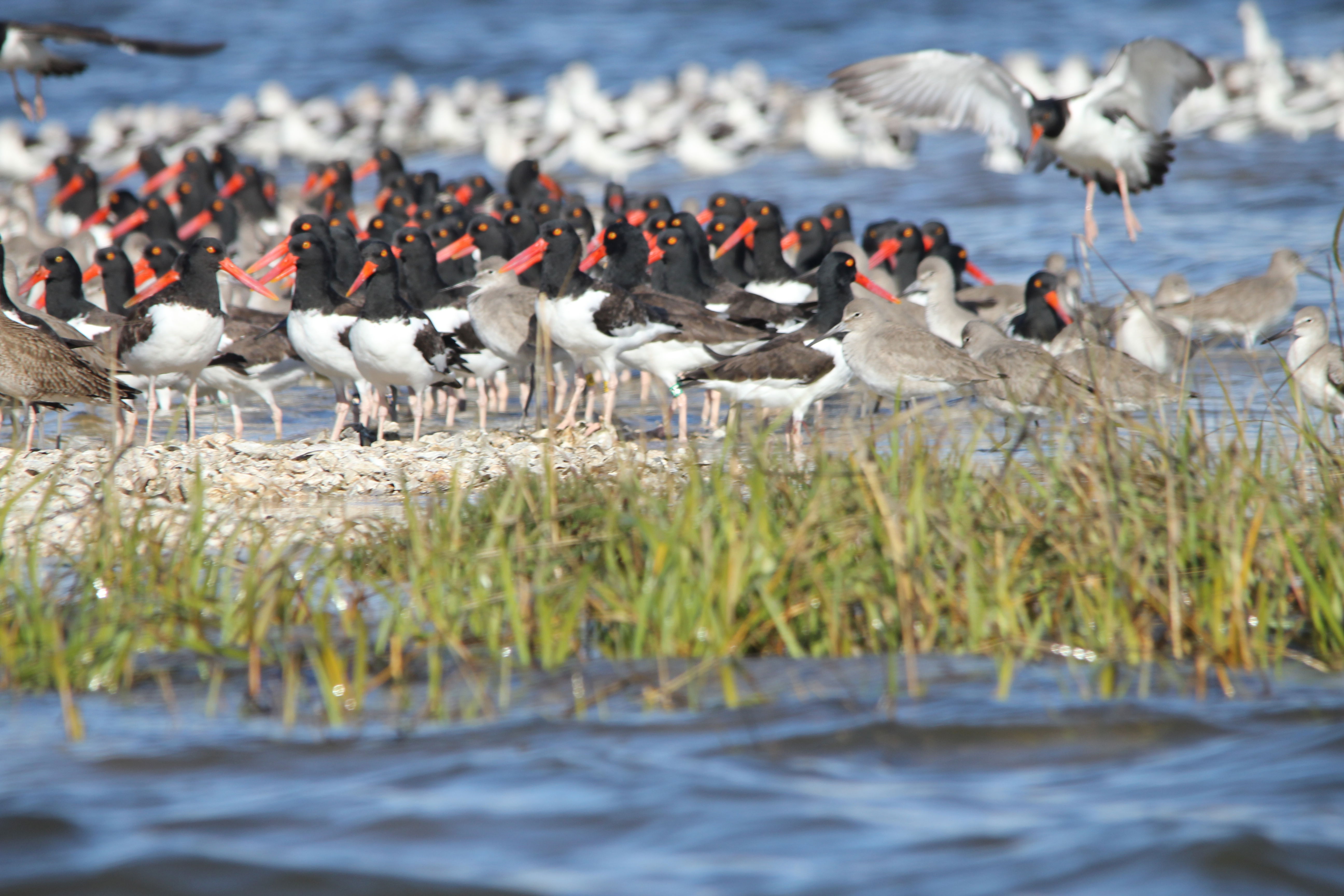 American oystercatcher flock
