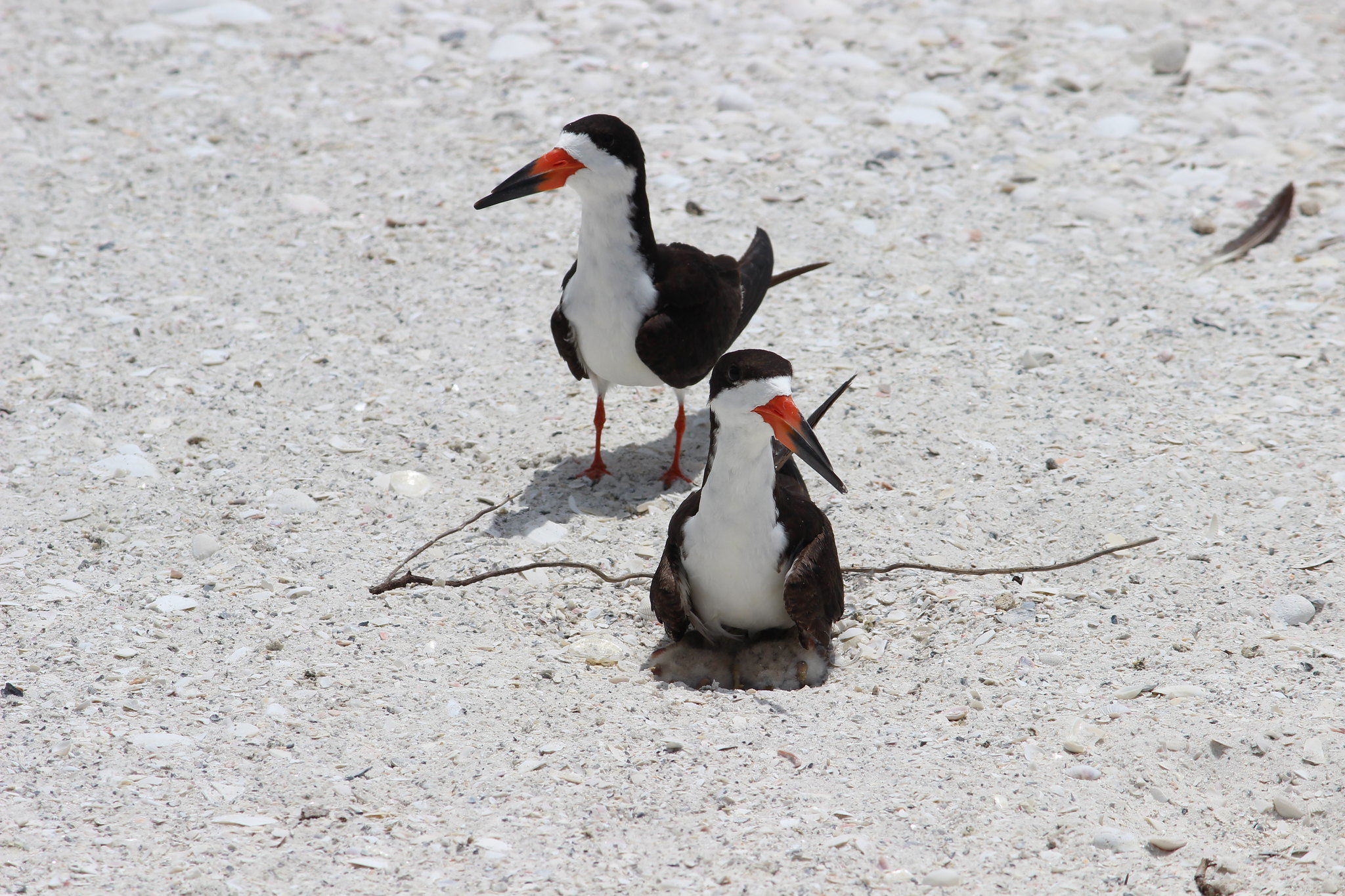 Black skimmers with chicks