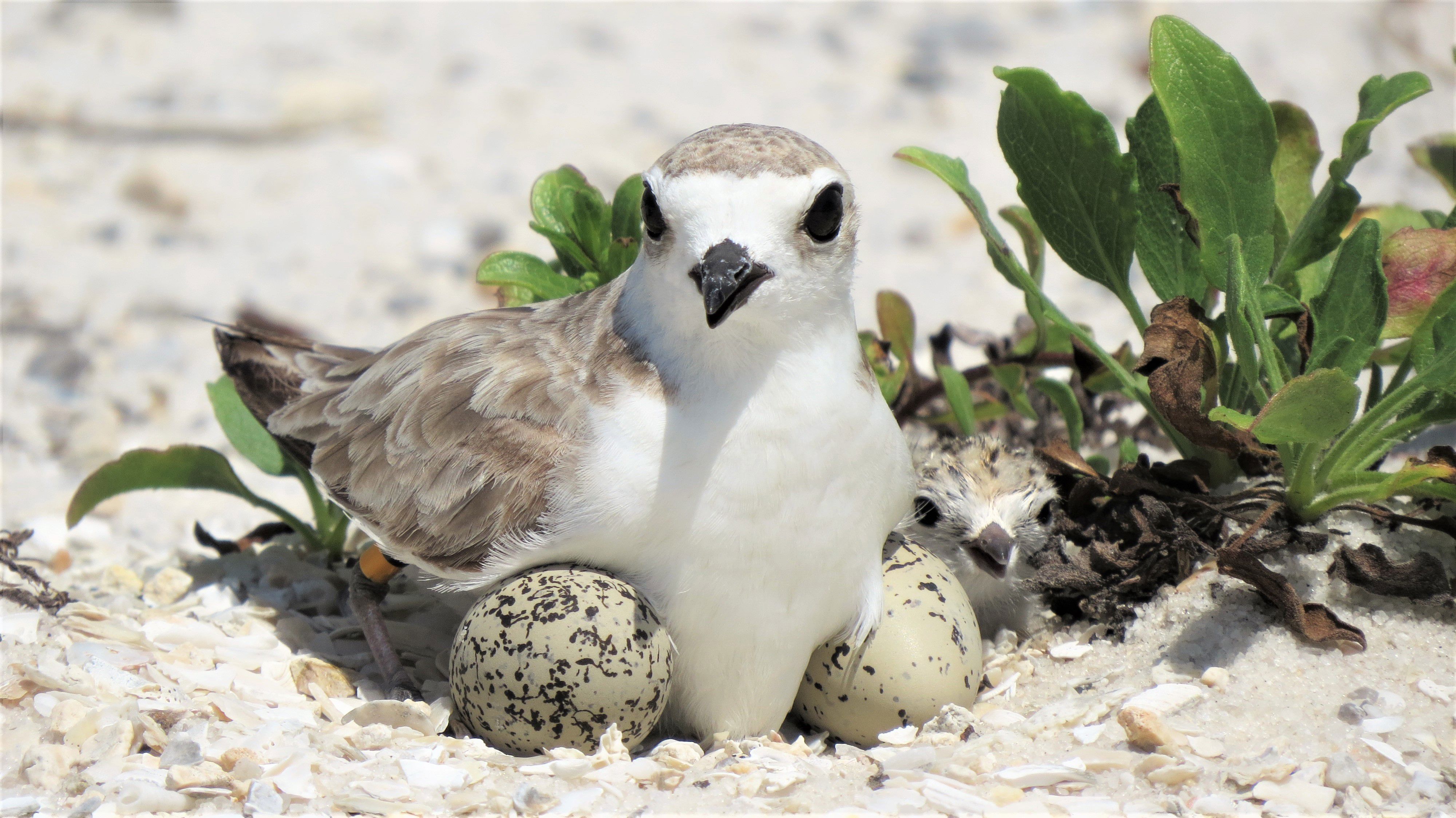 Snowy plover with chick and eggs