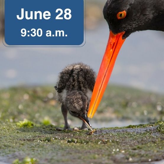 American oystercatcher feeding chick with June 28 date and 9:30 am time