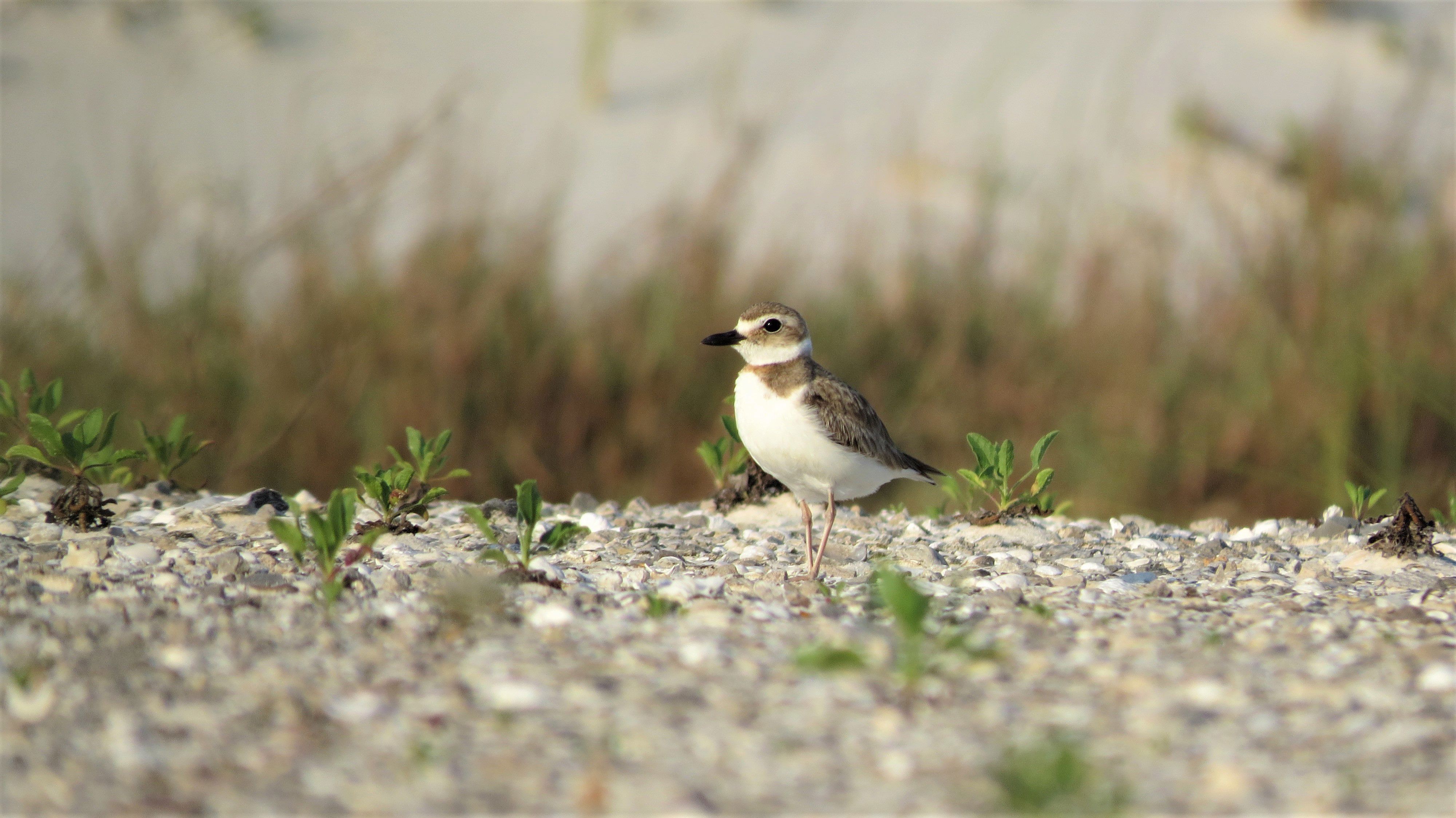 Wilson's plover