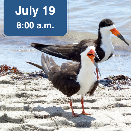 Photo of black skimmers with July 19 8 am banner