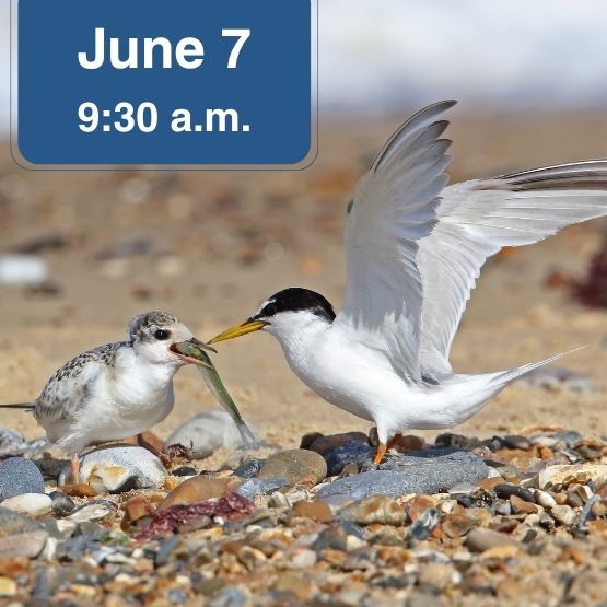 Least tern feeding chick with June 7 date and 9:30 am time