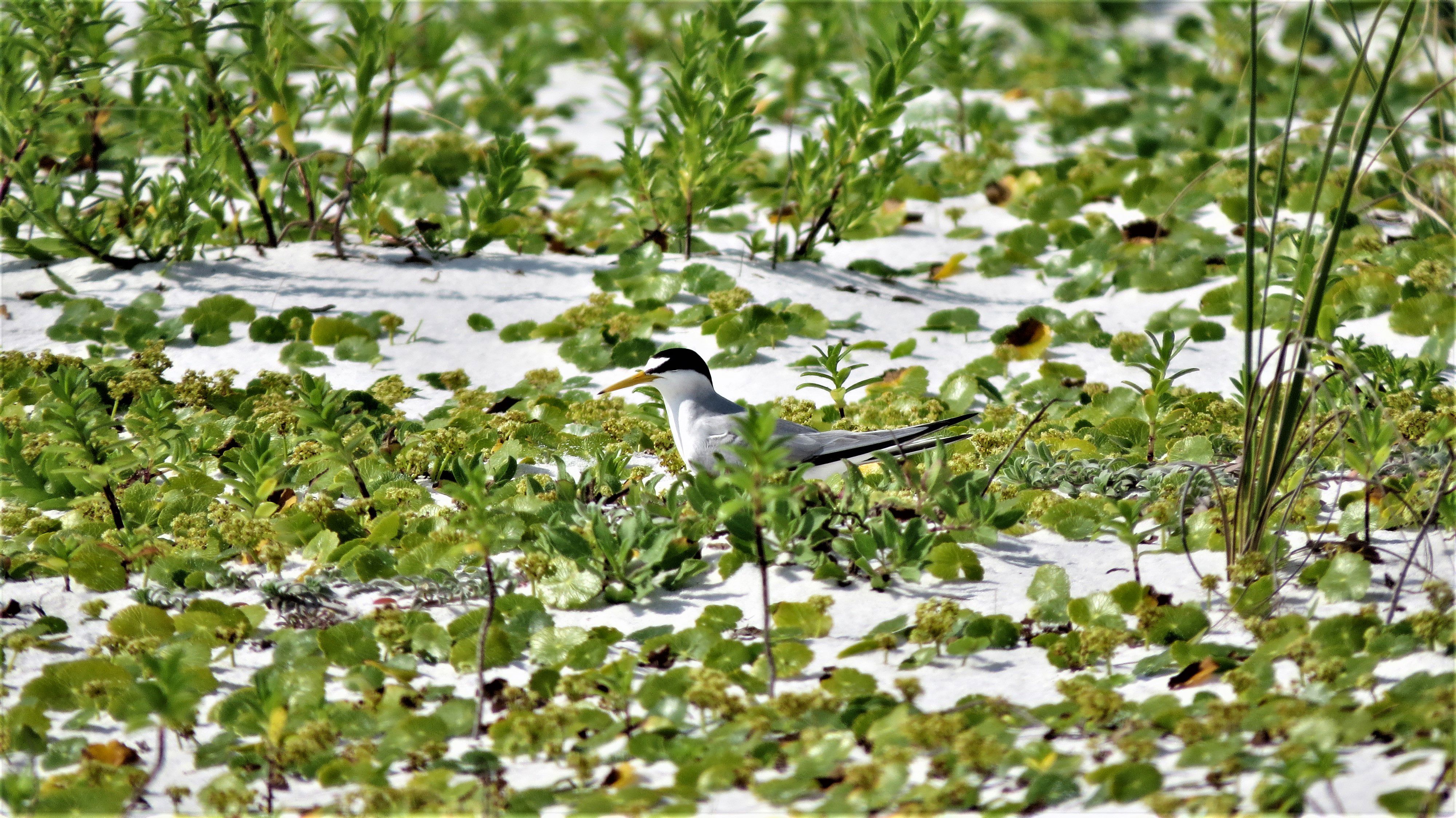 Least tern