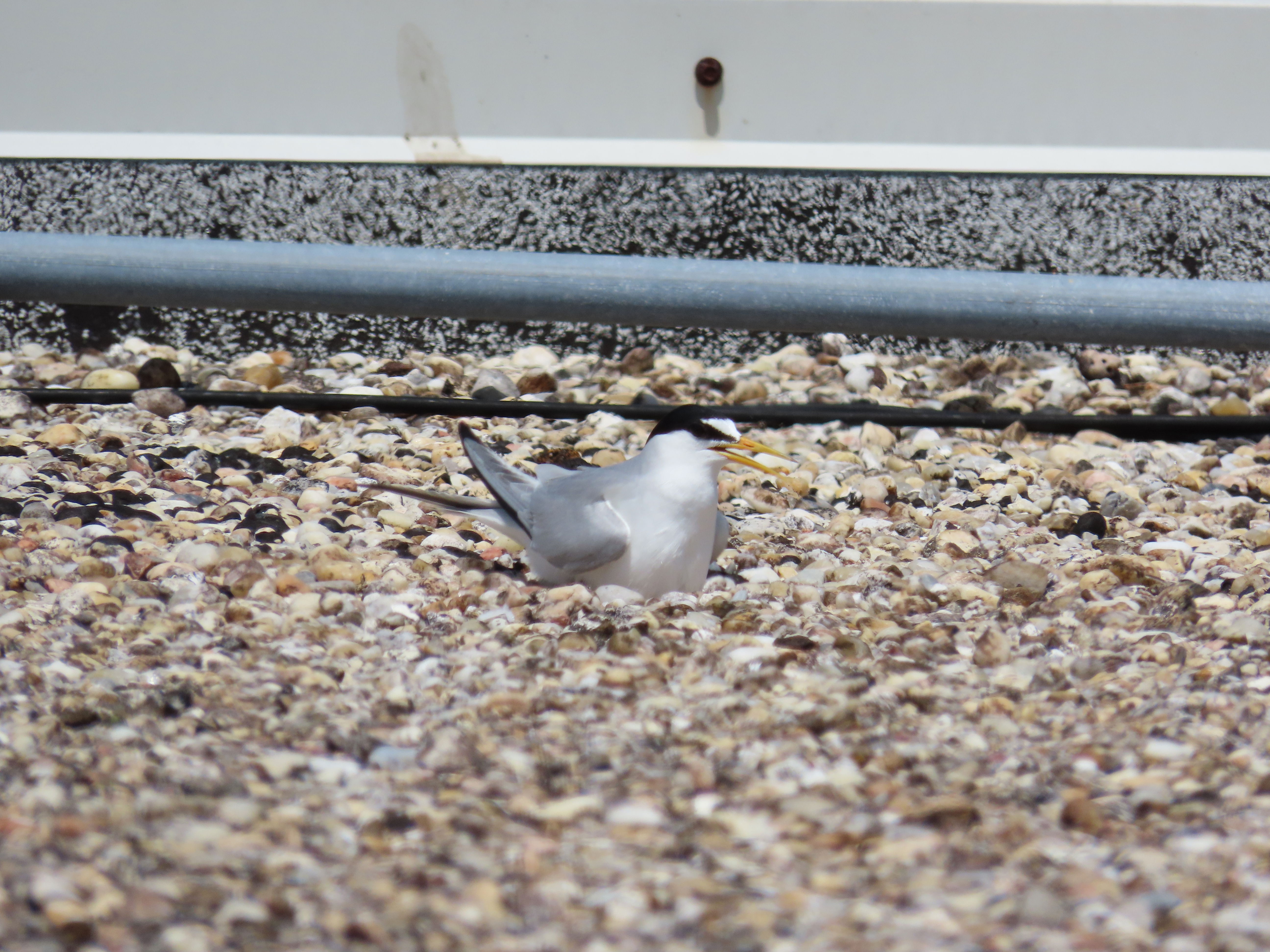 Least tern incubating on gravel rooftop
